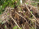 dsc00490